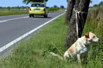 Der beste Freund des Menschen